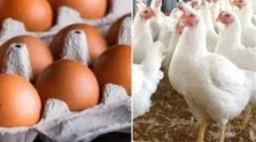 تحديث أسعار الكتكوت الساسو والبلدي والروزي بيور في الأسواق اليوم السبت